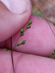 Kellochloa verrucosa