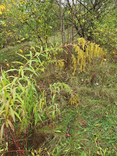 Kanadinė rykštenė