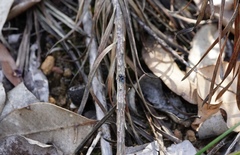 Maratus karrie