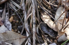 Maratus karrie