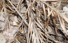 Maratus karrie
