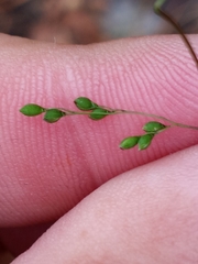 Kellochloa verrucosa