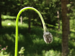 Leontodon hispidus hispidus