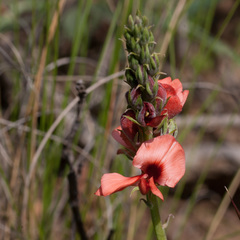 Indigofera complanata
