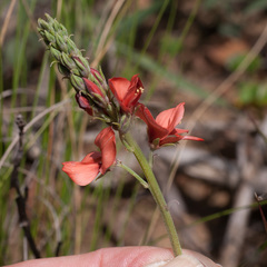 Indigofera complanata