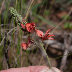 Indigofera complanata
