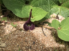 Aristolochia cardiantha