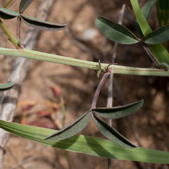 Indigofera complanata