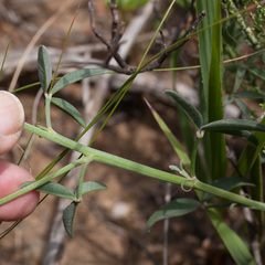 Indigofera complanata