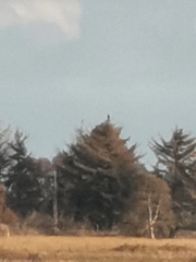 Haliaeetus albicilla