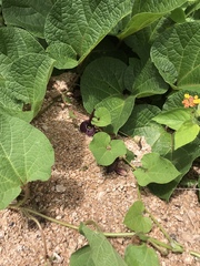 Aristolochia cardiantha