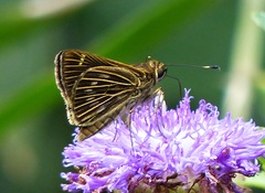 Vehilius stictomenes stictomenes