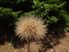 Leontodon hispidus hispidus