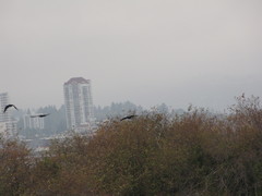Corvus brachyrhynchos caurinus