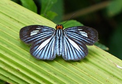 Pythonides lancea