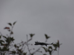 Corvus brachyrhynchos caurinus