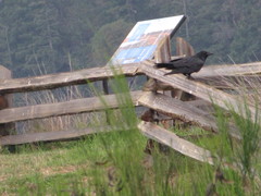 Corvus brachyrhynchos caurinus