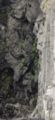 Cakile arctica