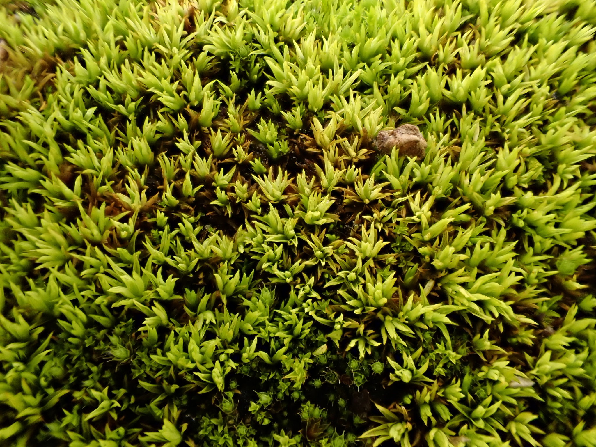 Tortella inclinata