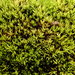 Inclined Twisted Moss - Photo (c) Stefan Gey, some rights reserved (CC BY-NC), uploaded by Stefan Gey