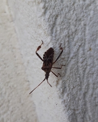 Leptoglossus occidentalis