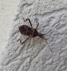 Leptoglossus occidentalis