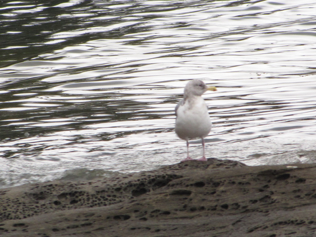 Large Whiteheaded Gulls from Nanaimo, BC, Canada on October 9, 2020 at