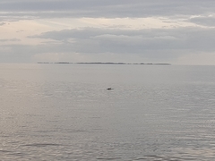 Phocoena phocoena