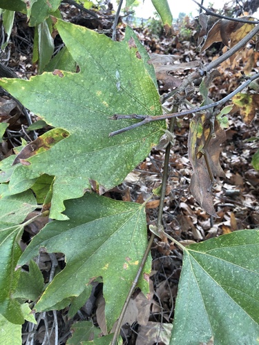 iNaturalist observation photo of western sycamore
