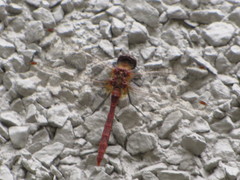 Sympetrum pallipes