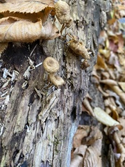 Armillaria novae-zelandiae