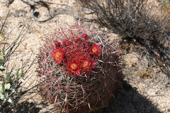 Ferocactus gracilis gracilis