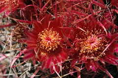 Ferocactus gracilis gracilis