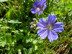 Geranium gymnocaulon