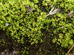 Tortella inclinata