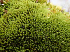 Tortella inclinata