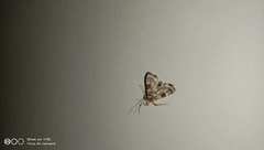 Uresiphita quinquigera