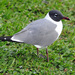 Laughing Gull - Photo (c) Heather Paul, some rights reserved (CC BY-ND)