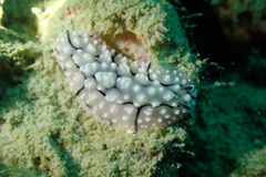 Phyllidiidae