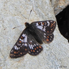 Euphydryas cynthia