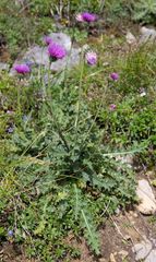 Carduus defloratus defloratus