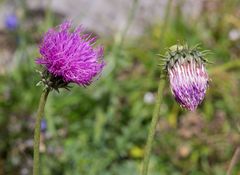 Carduus defloratus defloratus