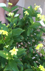 Pseudomussaenda flava