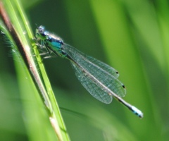 Ischnura damula