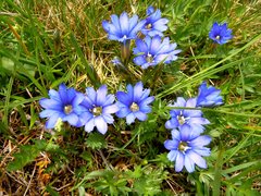 Gentiana dshimilensis