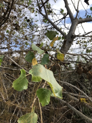 iNaturalist observation photo of Frémont Cottonwood