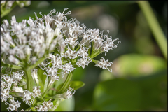 Mikania scandens image