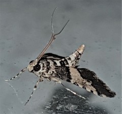 Nacoleia mesochlora
