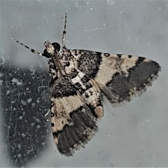Nacoleia mesochlora