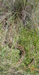 Crotalus polystictus